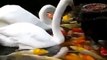 Swans feeding fishes | Beauty of nature