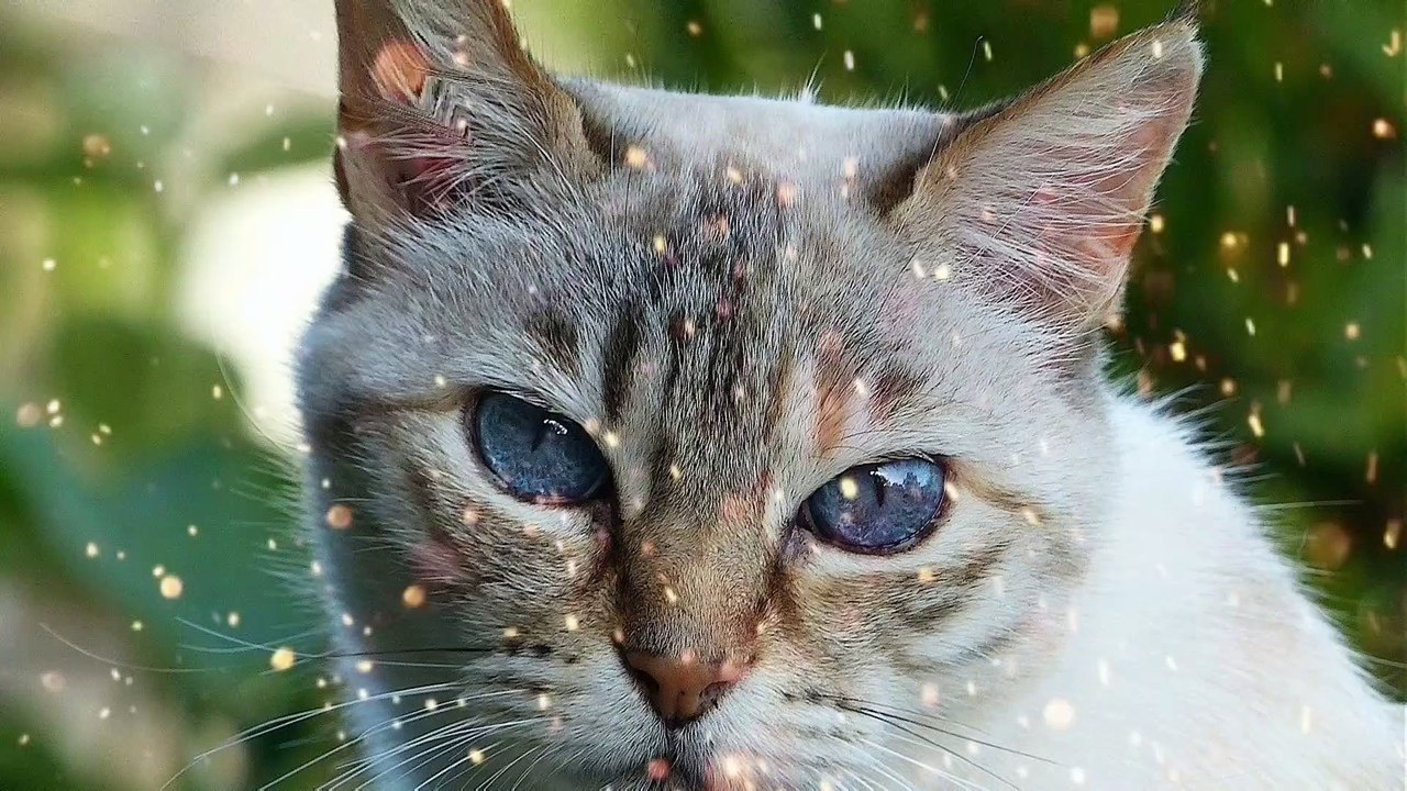 Cat Relaxing Music