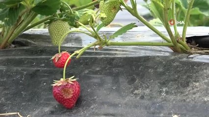 45 metrekare alanda başladıkları çilek üretimini 20 bin metrekareye çıkardılar