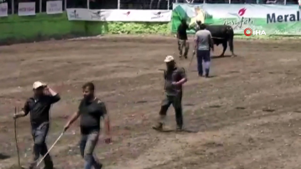 Boğa Güreşleri Festivali'nde boğa sahibinin üzerinden geçti