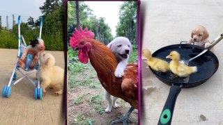 Baby Dogs - Cute and Funny Dog Videos Compilation #1 Aww Animals