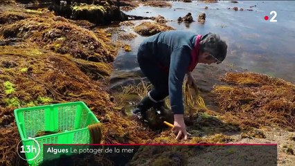 Finistère : à la rencontre de Scarlette Le Corre, pionnière des algues et cultivatrice de la mer