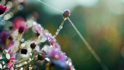 Tu Chale | Whatsapp Status Video