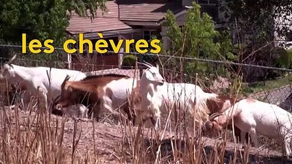 Californie : des chèvres pour lutter contre les incendies
