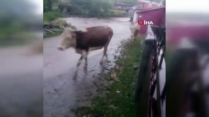 Ardahan'da sağanak yağış sonrası evler su altında kaldı