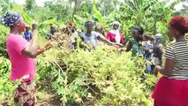 الزراعة العضوية سلاح ريفيات في ساحل العاج للخروج من الفقر