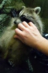 Rescued Raccoon Pup Purrs for Belly Scratches