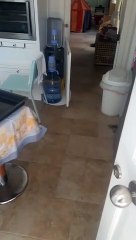 Güncel ev hali videosu