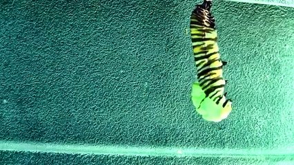 Monarch   transformation   -caterpillar   to  chrysalis