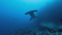 El misterio de Cassiopeia: Tiburón viaja 4.000 kilómetros y no se sabe dónde está