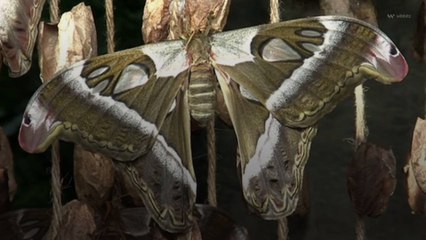 Names of Moth and Ant Species Changed Following Review of ‘Offensive’ Insect Names