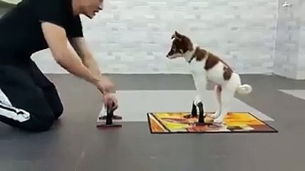 Sahibiyle spor yapan köpek