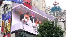 شاهد: قطة عملاقة تلقي التحية على المارة في أحد أحياء طوكيو