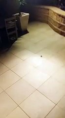 Örümceğe vurunca çil yavrusu gibi dağıldı!