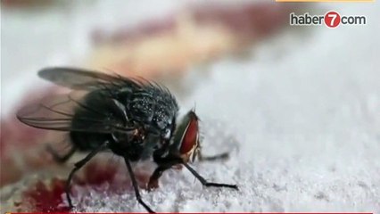 Sineğin dili buzlu bifteğe yapışırsa