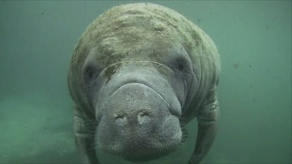 Record Numbers of Manatees Dying of Starvation in 'Unprecedented' Mortality Event