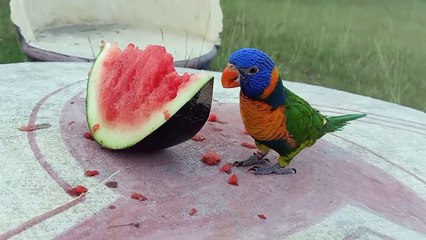 05.Yellow Indian Ringneck Parrot Eating Watermelon