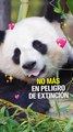 Los pandas ya no están en peligro de extinción