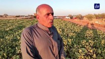 المزارع محمود الزعبي يعيد زراعة البطيخ إلى سهل حوران
