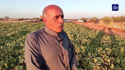 المزارع محمود الزعبي يعيد زراعة البطيخ إلى سهل حوران