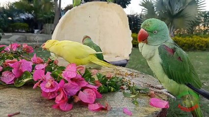 01.Our Amazing Parrots