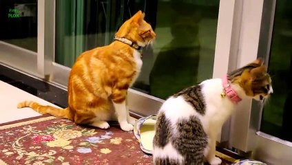 funny cats and kittens meowing compilation