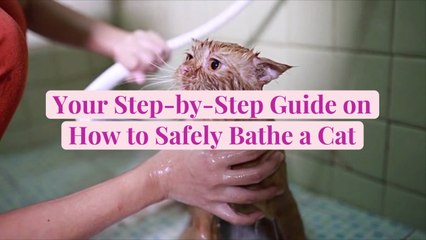 Your Step-by-Step Guide on How to Safely Bathe a Cat