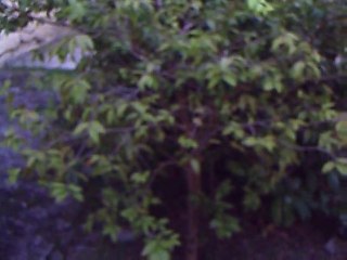 JABUTICABA NO QUINTAL COM FRUTOS SOYEZ MES SUIVANTS