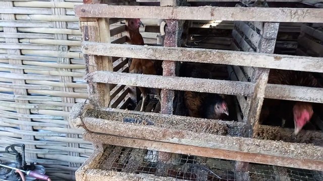 Sukses ternak ayam kampung model kandang batrei di atas kolam ikan ayam cepat gemuk