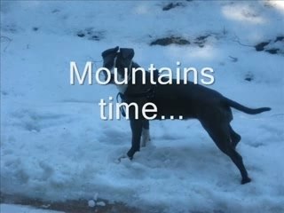 Godiva the blue american staff