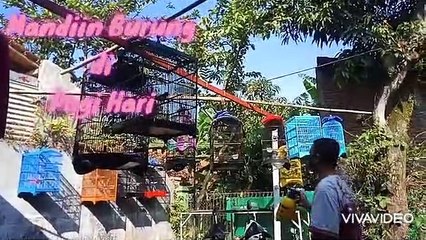PERAWATAN BURUNG || NGASIH PAKAN MANDI & JEMUR