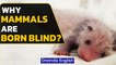 Some mammals are born blind and some fully developed, watch the video to know why | Oneindia News