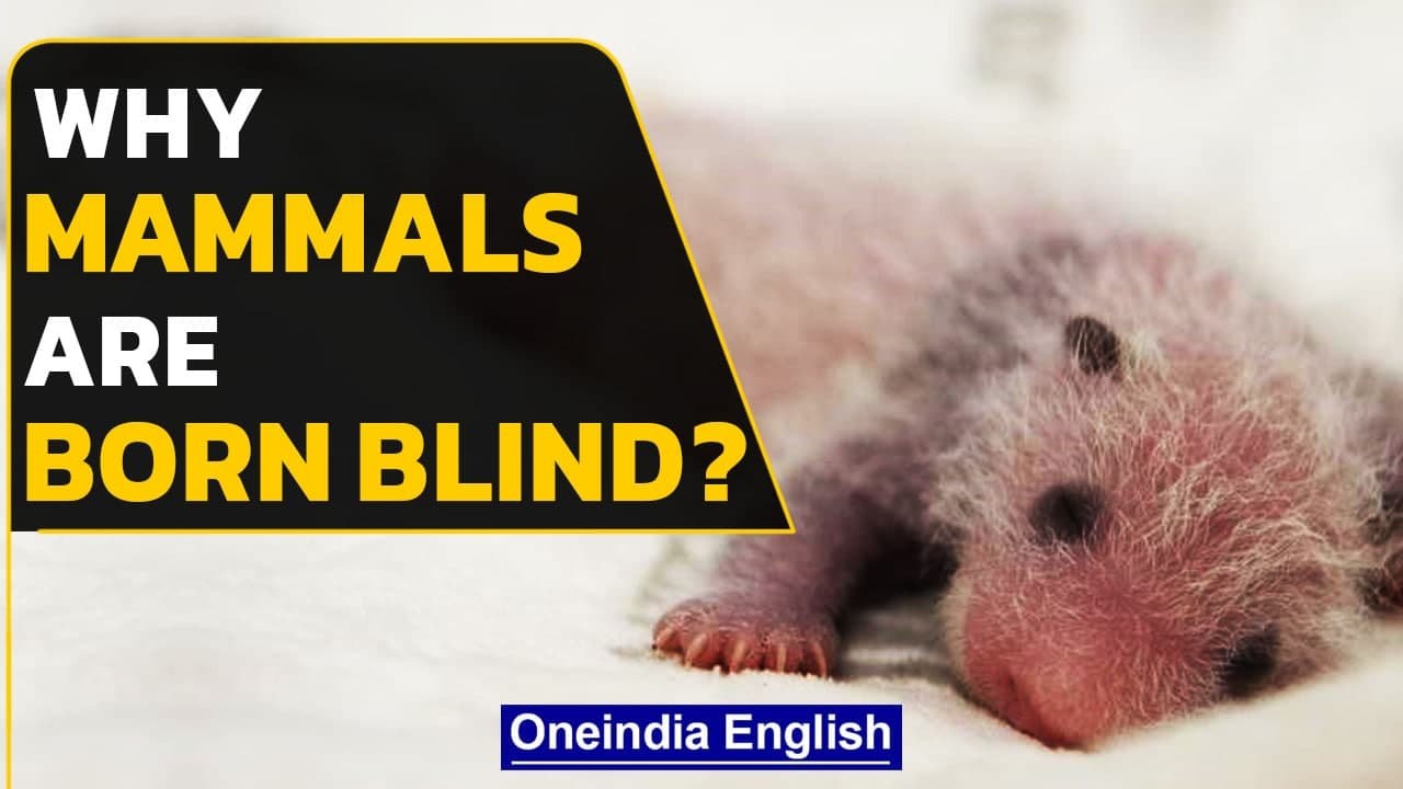 Some mammals are born blind and some fully developed, watch the video to know why | Oneindia News