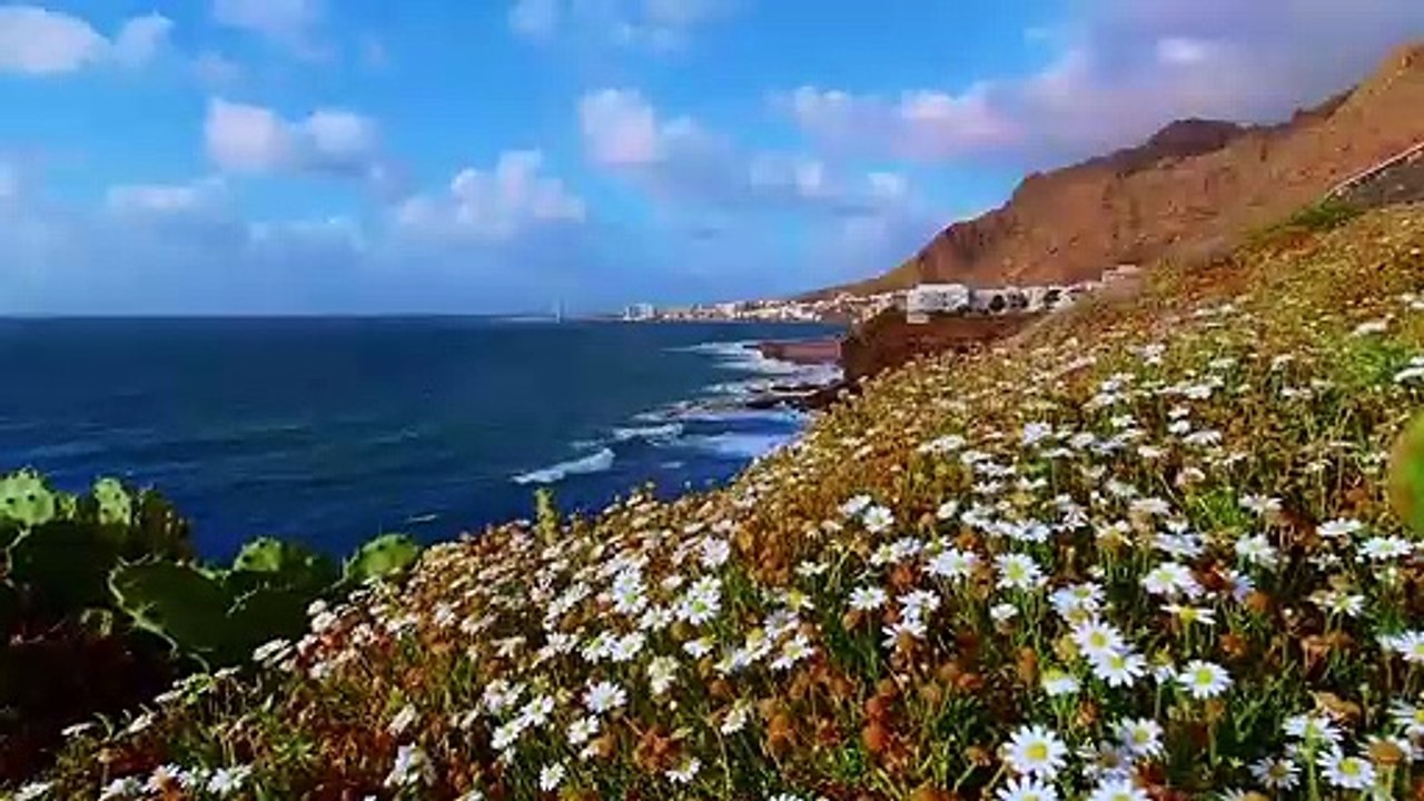 Beautiful flowers at the beach