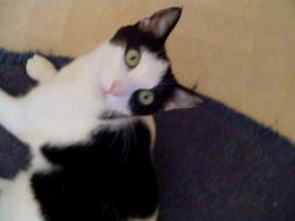 Cutest kitty Bruu bruuuu