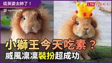小獅王今天吃素？萌寵超成功Cosplay讓人直喊好帥氣！