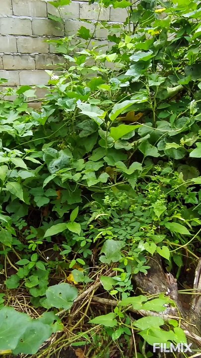 Masakan Dusun|Tumis Pucuk Penggi dan Kacang Gelimbing|Traditional Culinary Pumpkin and Wing Bean Leaves