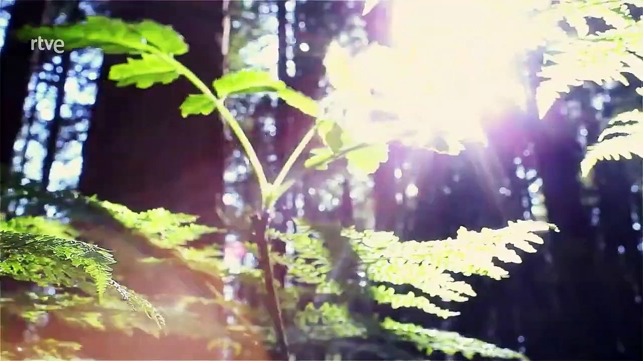 La carrera de la vida. Las aves primitivas.Documental.