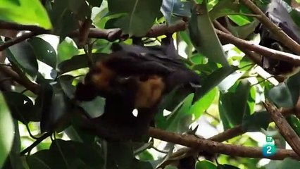 El paraíso austral- PLANETA SELVA- AUSTRALIA. DOCUMENTAL.