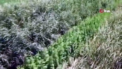 Uyuşturucu tarlasını drone böyle tespit etti