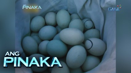 Ang Pinaka: Balut, the ‘pambansang’ street food!