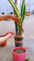 Snake plant grow from cutting