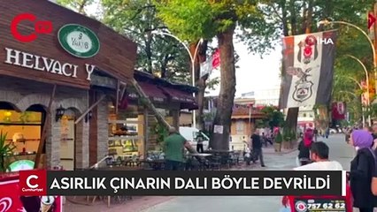 Asırlık çınarın dalı böyle devrildi, faciadan dönüldü