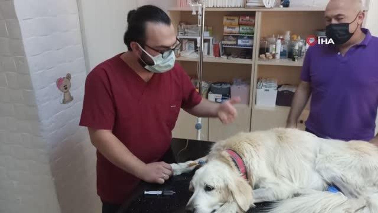 Böbrek yetmezliği teşhisi konulan Mischa�ya kök hücre tedavisi