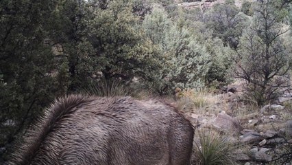 Nouveau jeu d'internet, trouver le puma caché sur cette photo