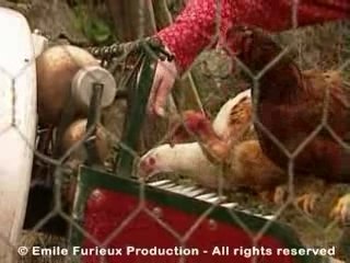 Le Piano à Poules (extr. "Mécanique Vivante", 52 mn)