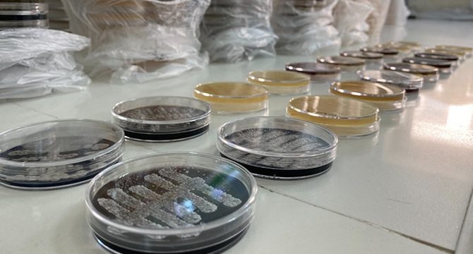 Türk bilim adamları, 6 ülkede 60 yeni tür bakteri keşfetti