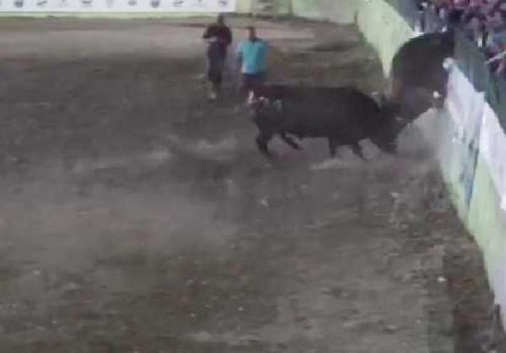 BOĞA GÜREŞİ FİNALİNDE RAKİBİNDEN KAÇAN BOĞA, TRİBÜNE ÇIKMAYA ÇALIŞTI