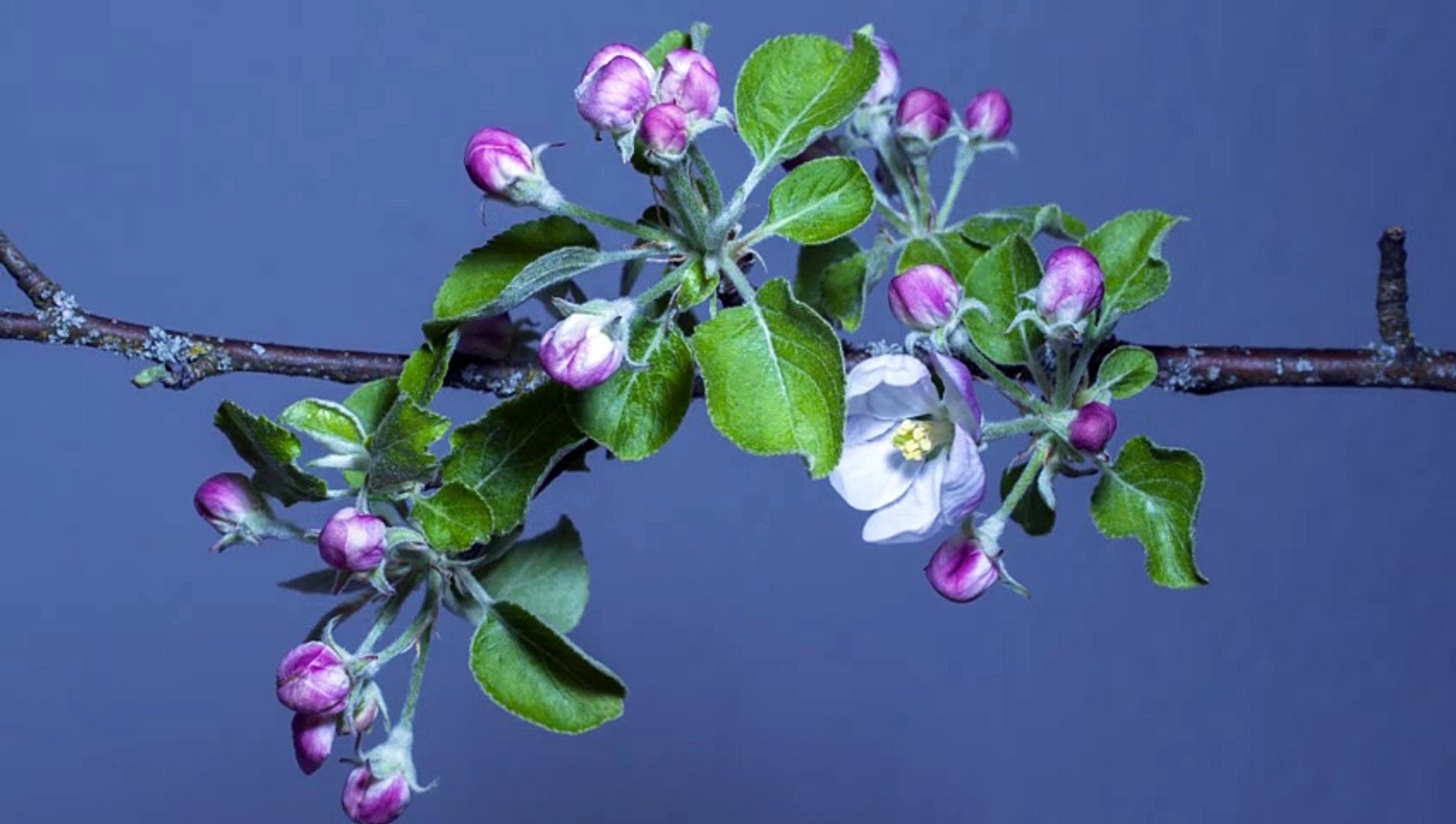 ⁣8K VIDEOS - UltraHD HDR (60fps) _ Blooming Flowers Timelapse