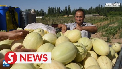 Melon harvest begins in China’s Kuqa